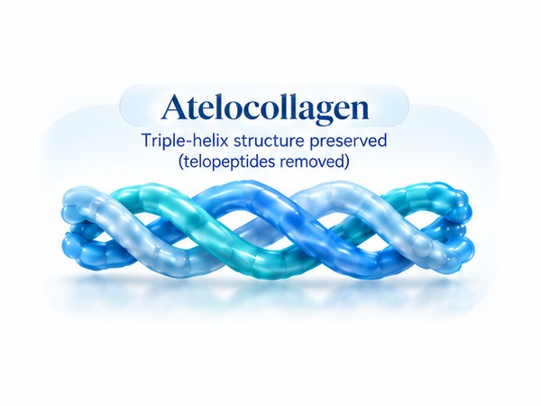 Illustration of atelocollagen: the collagen triple helix with its telopeptides removed